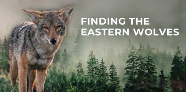 Earthroots: Finding the Eastern Wolves